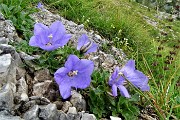 92 Campanule del'arciduca (Campanula raineri)